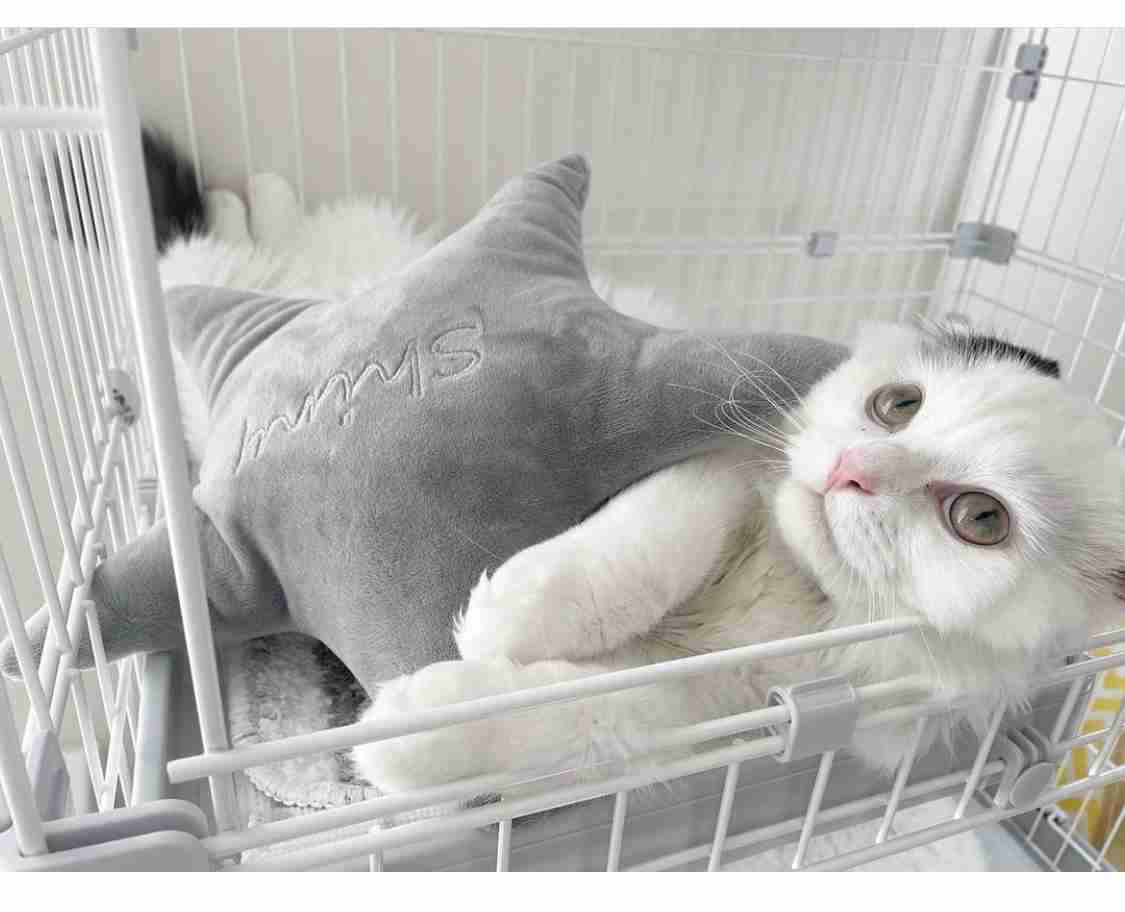 2022年2月22日はスーパー猫の日