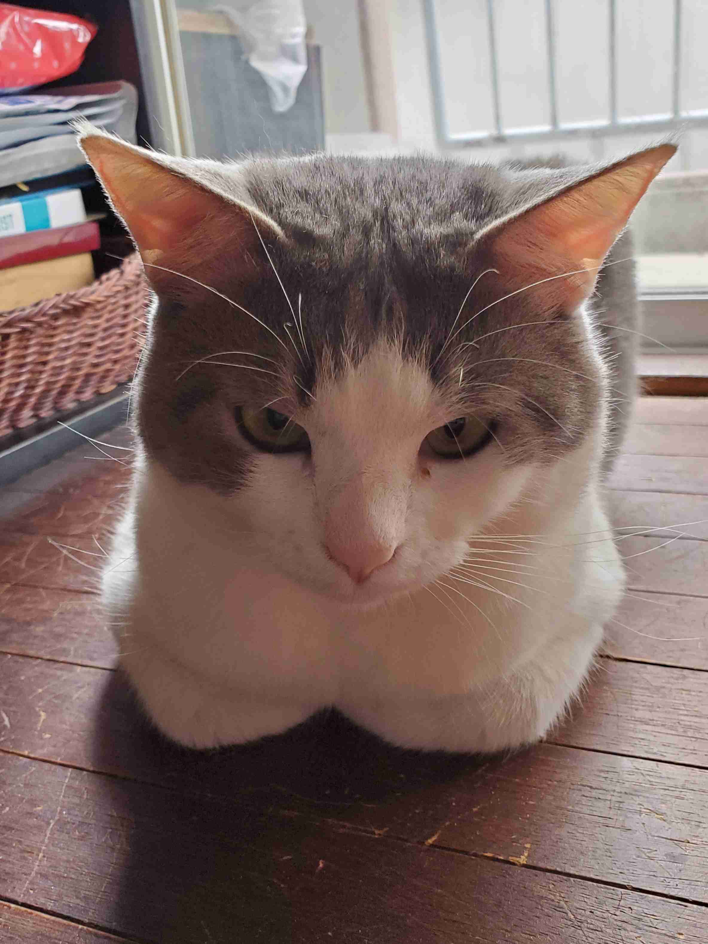 2022年2月22日はスーパー猫の日