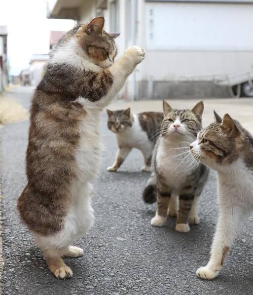 2022年2月22日はスーパー猫の日