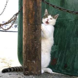 2022年2月22日はスーパー猫の日