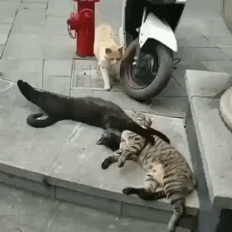 2022年2月22日はスーパー猫の日