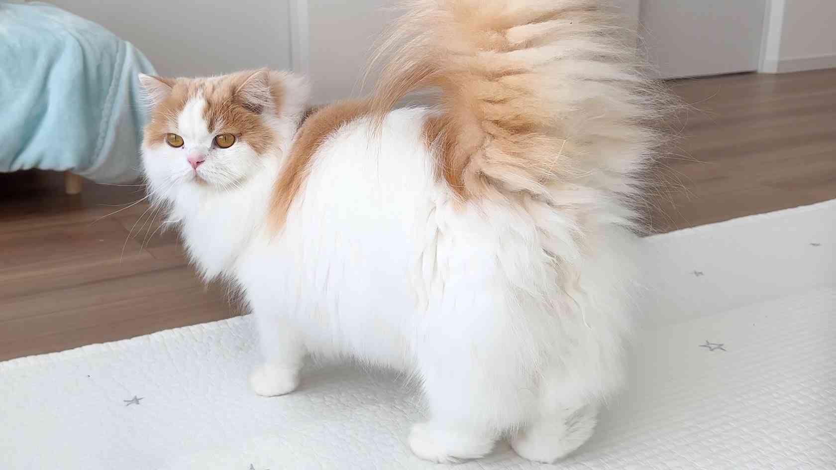 2022年2月22日はスーパー猫の日