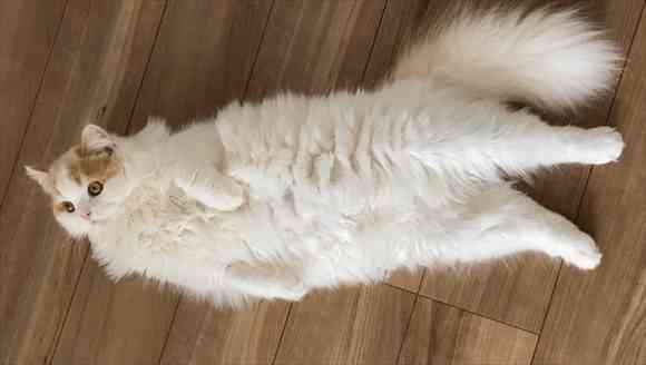 2022年2月22日はスーパー猫の日