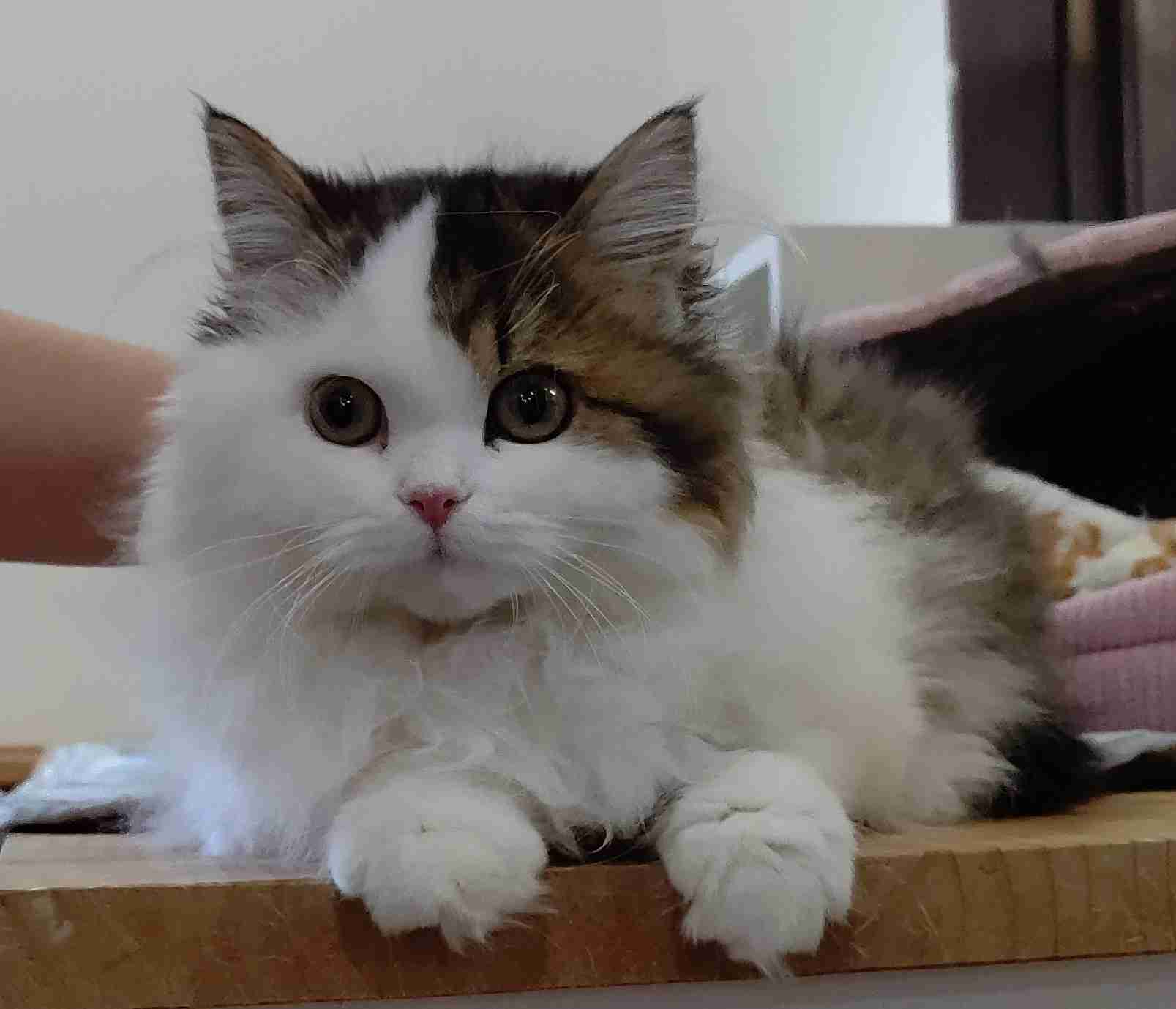 2022年2月22日はスーパー猫の日