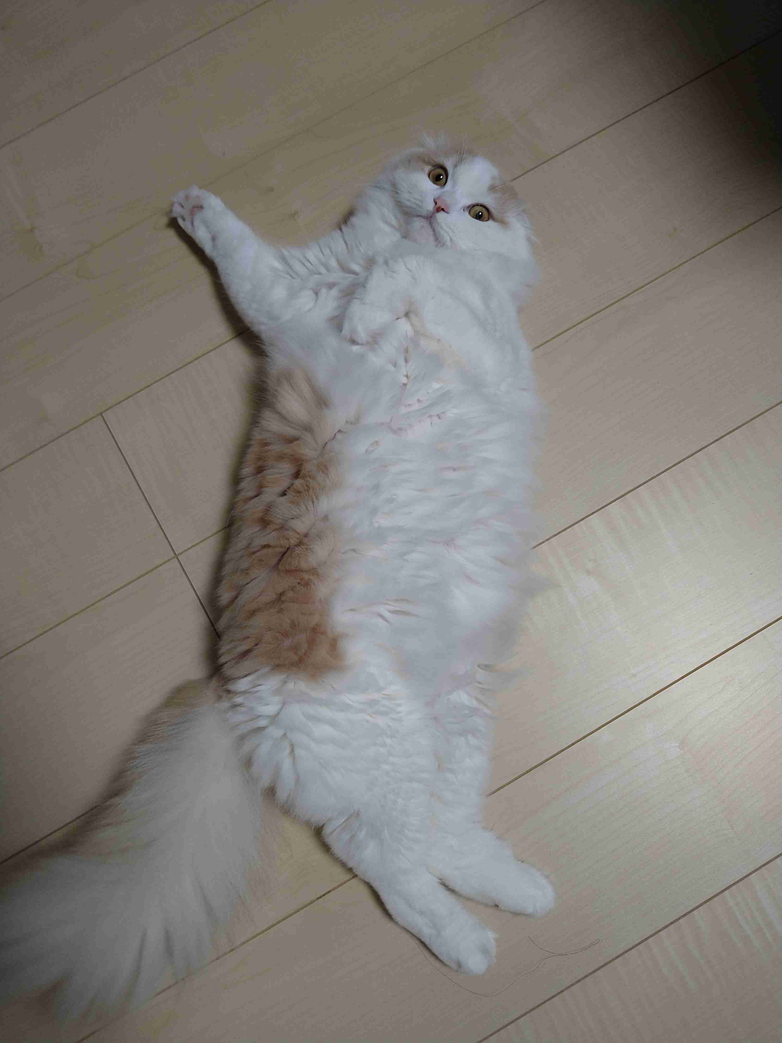 2022年2月22日はスーパー猫の日