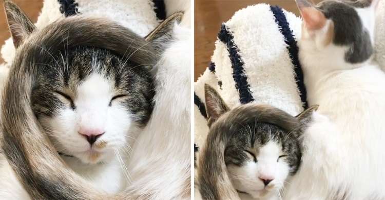 2022年2月22日はスーパー猫の日