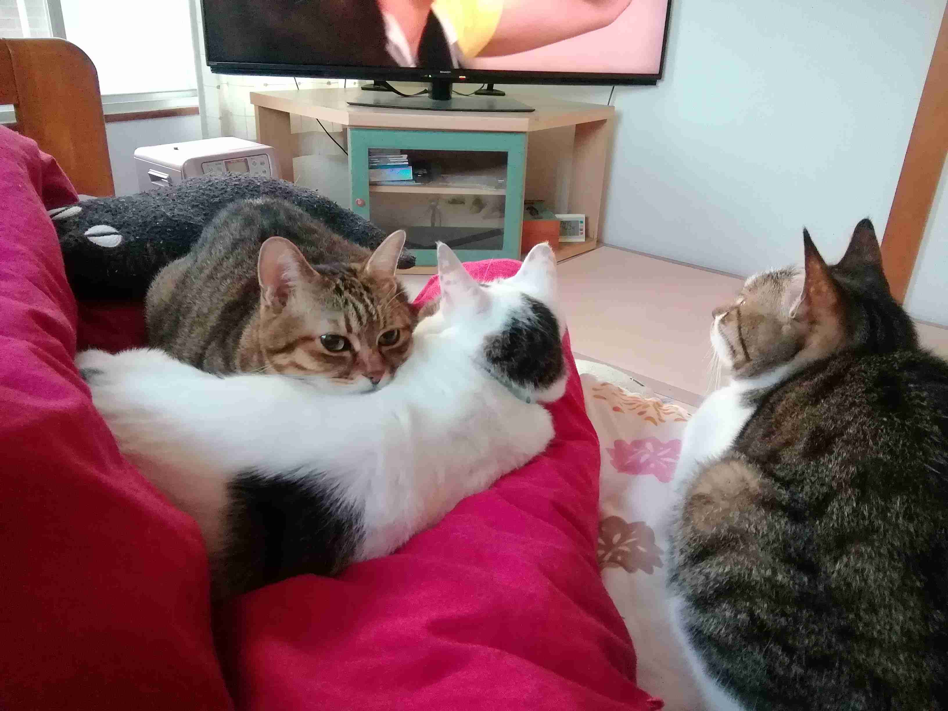 2022年2月22日はスーパー猫の日