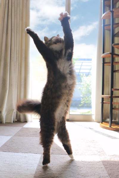 2022年2月22日はスーパー猫の日