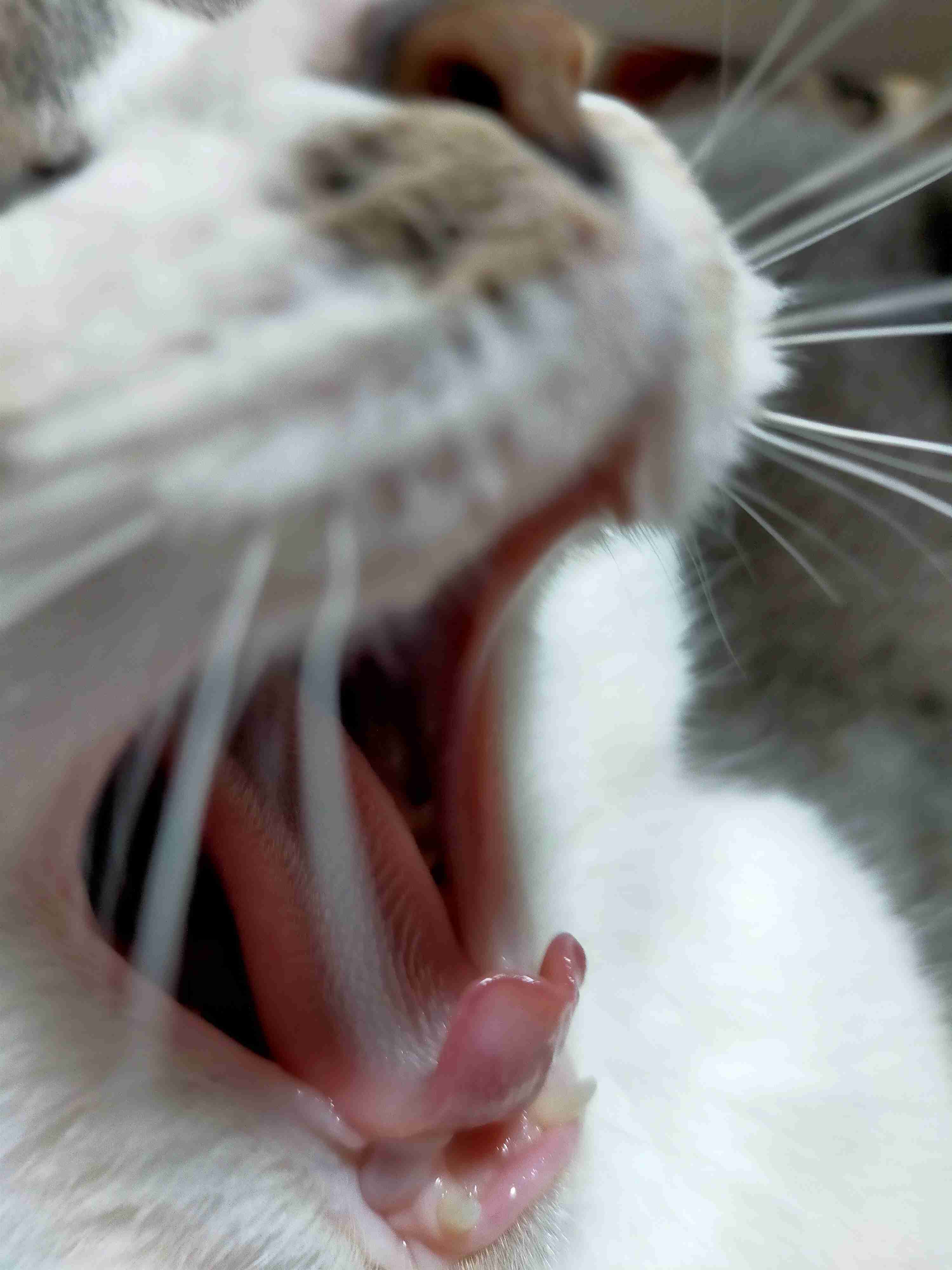 2022年2月22日はスーパー猫の日