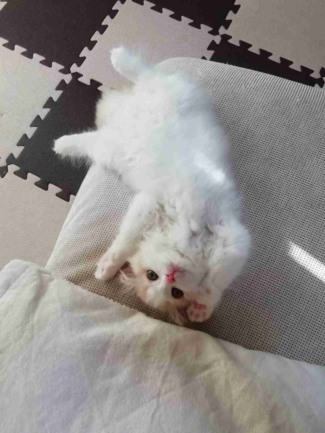 2022年2月22日はスーパー猫の日