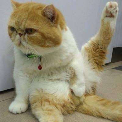 2022年2月22日はスーパー猫の日