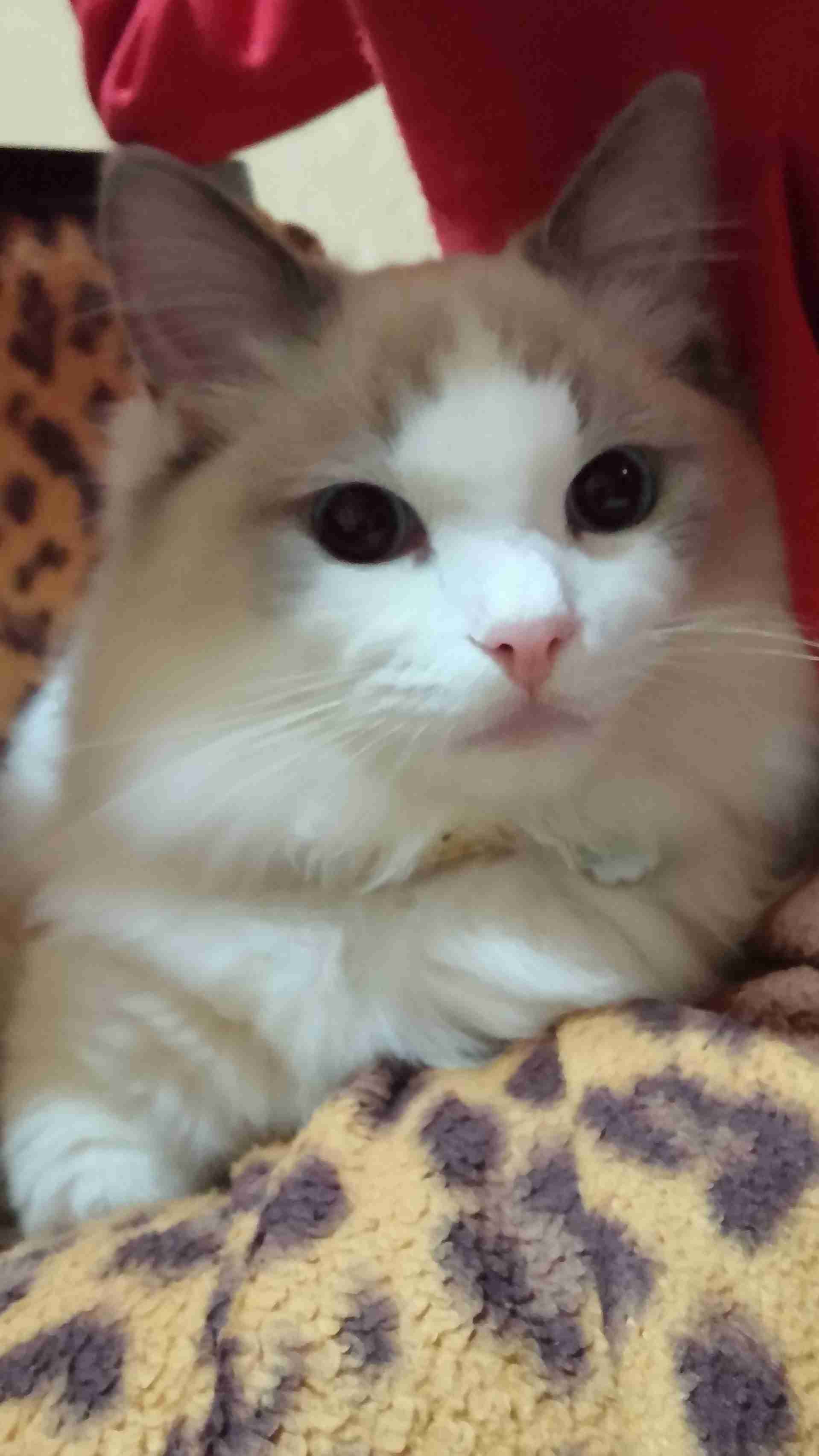 2022年2月22日はスーパー猫の日