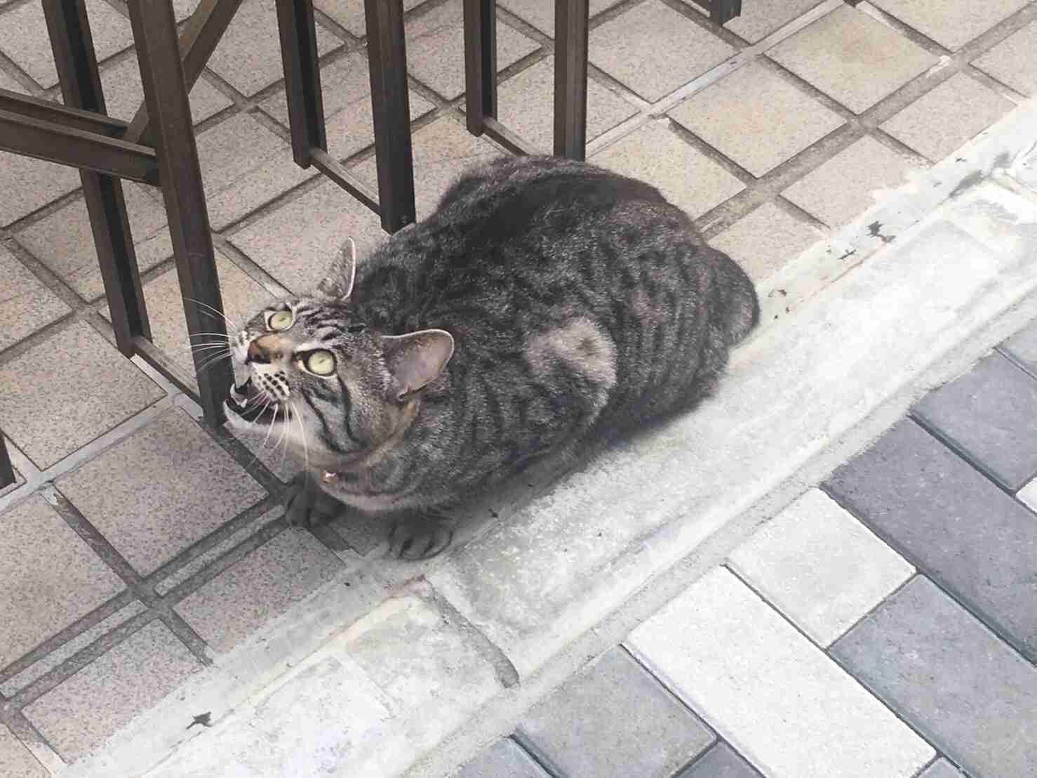 2022年2月22日はスーパー猫の日