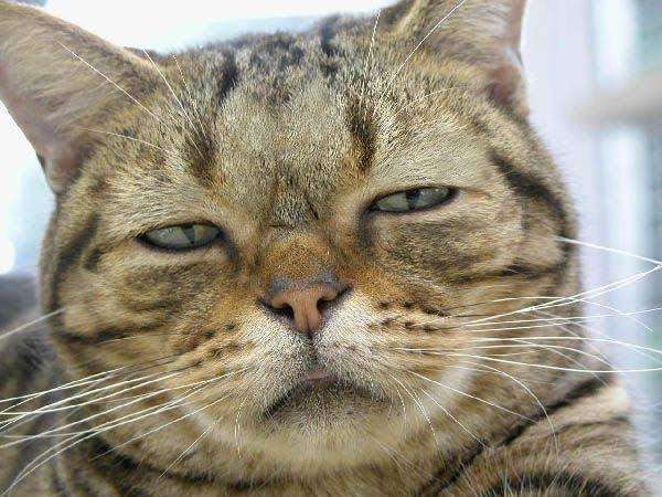 JNN世論調査、まん延防止措置「対象広げるべき」が50%