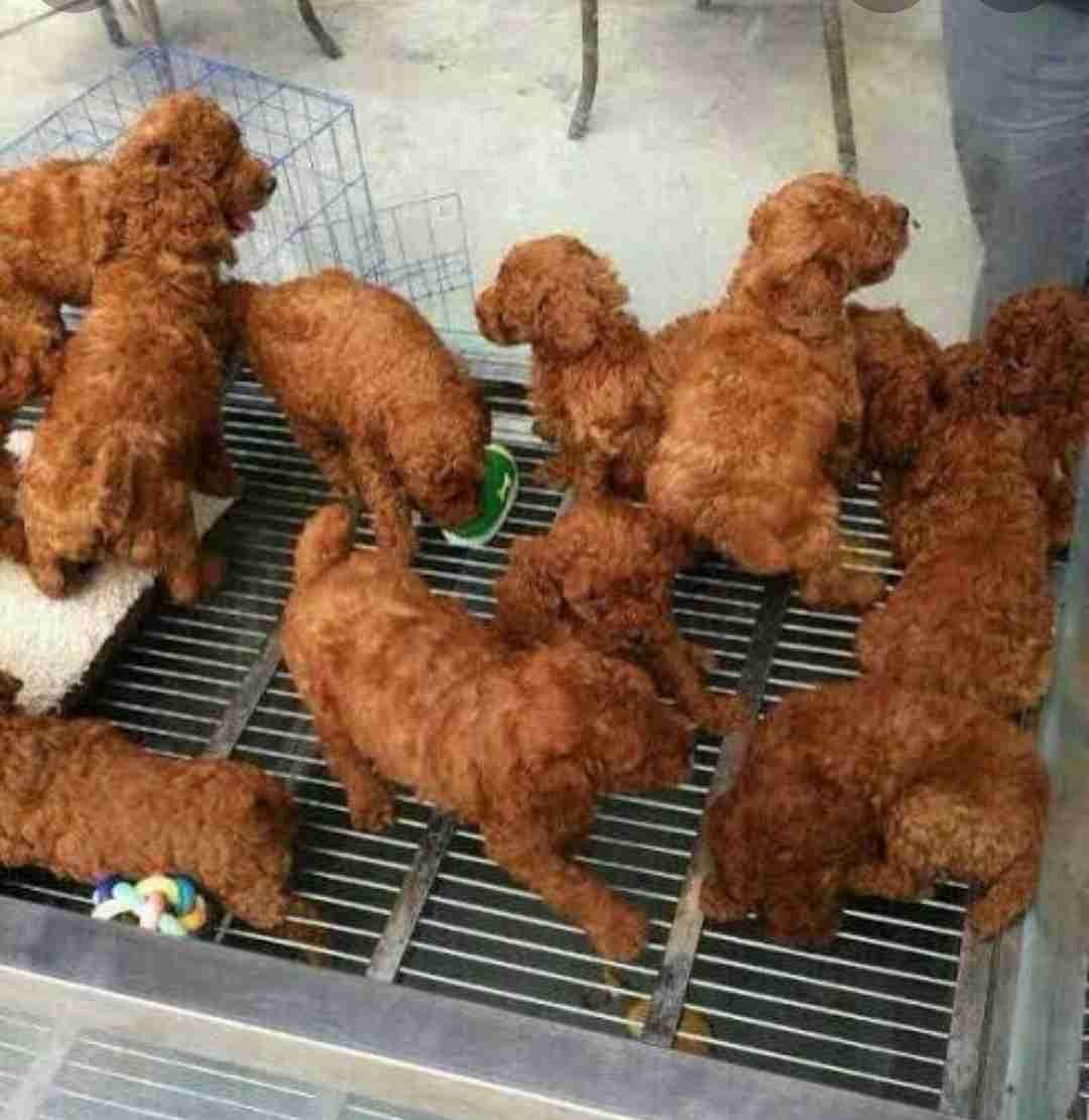 落ち込んでる人に食べ物を与えるトピ