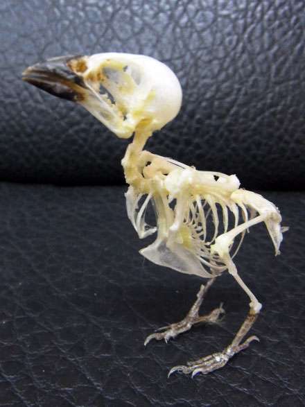 古代ワニの最後の晩餐は恐竜だった。化石からその捕食行動が明らかに