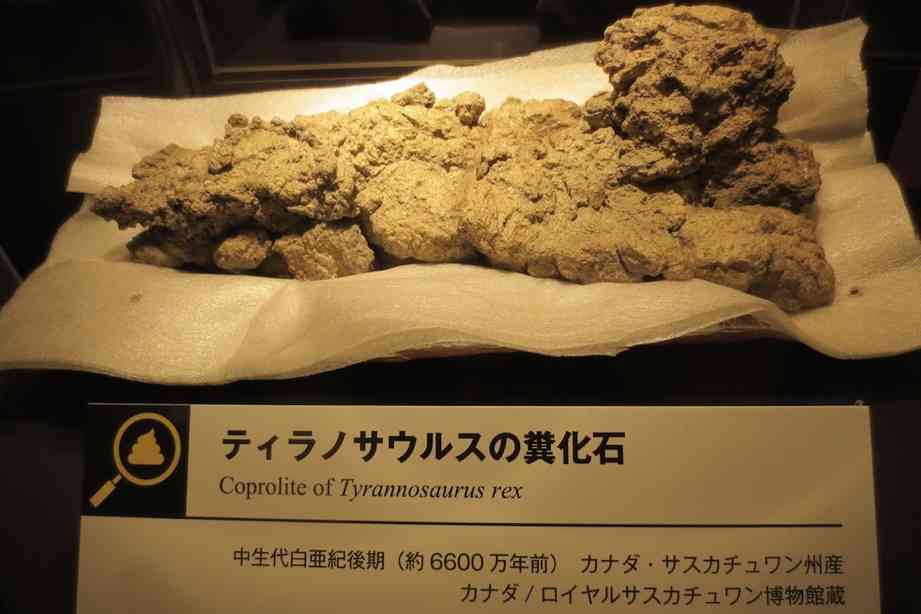 古代ワニの最後の晩餐は恐竜だった。化石からその捕食行動が明らかに
