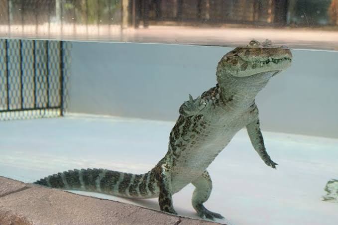 古代ワニの最後の晩餐は恐竜だった。化石からその捕食行動が明らかに