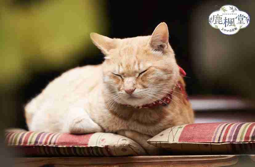 地上波でリアルタイムで見るドラマ