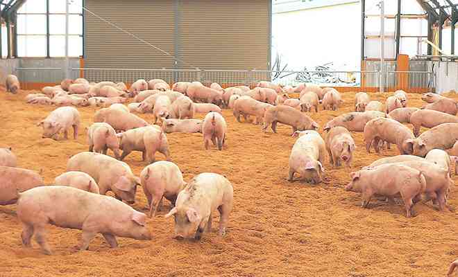 板野友美「ミートフリーデーを作る」と投稿し真意説明「命ある動物のため」「畜産業を否定する訳でもない」