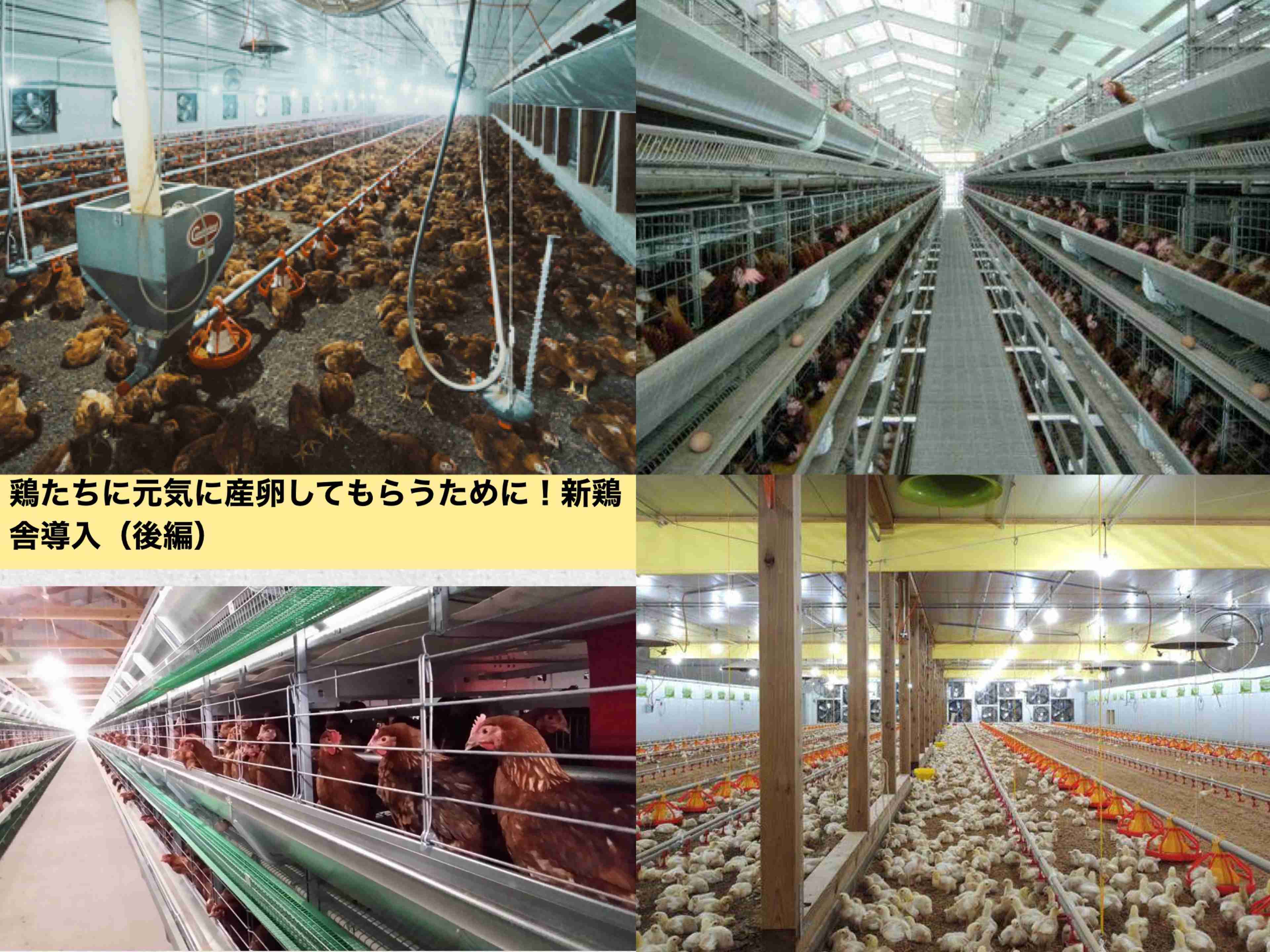 板野友美「ミートフリーデーを作る」と投稿し真意説明「命ある動物のため」「畜産業を否定する訳でもない」