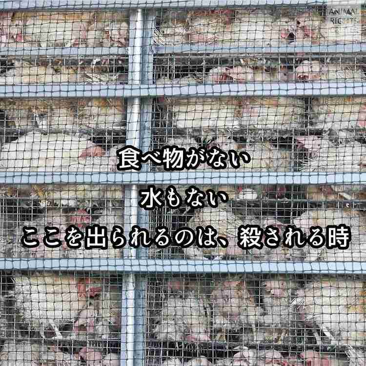 板野友美「ミートフリーデーを作る」と投稿し真意説明「命ある動物のため」「畜産業を否定する訳でもない」