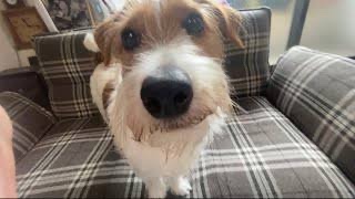 ぺこぱ好きな人