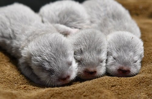 コツメカワウソの赤ちゃん3匹、11日からよみうりランドで公開…名前も募集へ