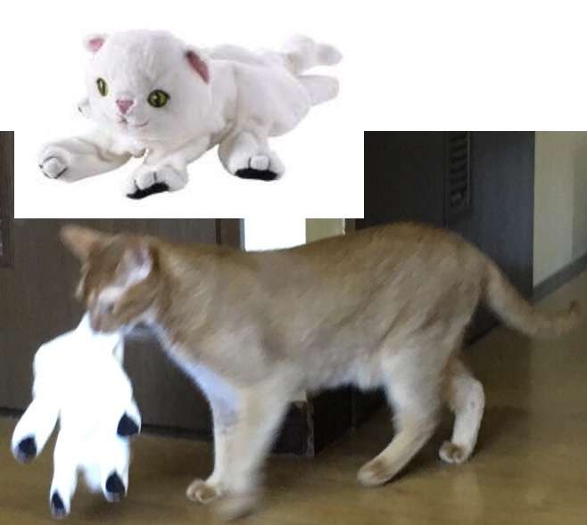 【猫を飼っている方限定】買って良かったもの、良くなかったものPart6