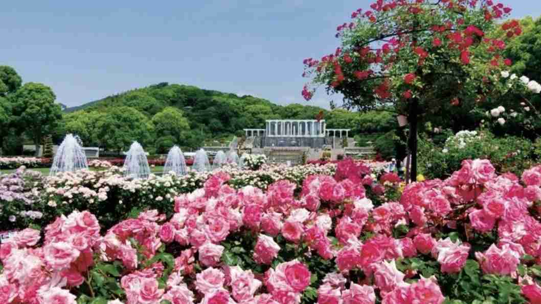 50年後は花見できない？  桜に異変　専門家「異常が普通に」