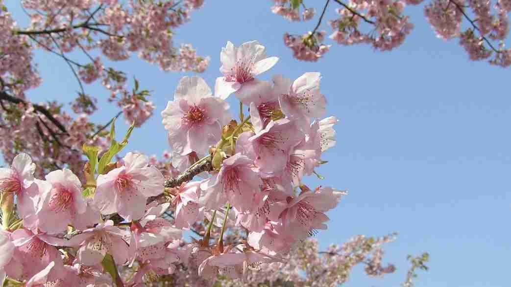 50年後は花見できない？  桜に異変　専門家「異常が普通に」