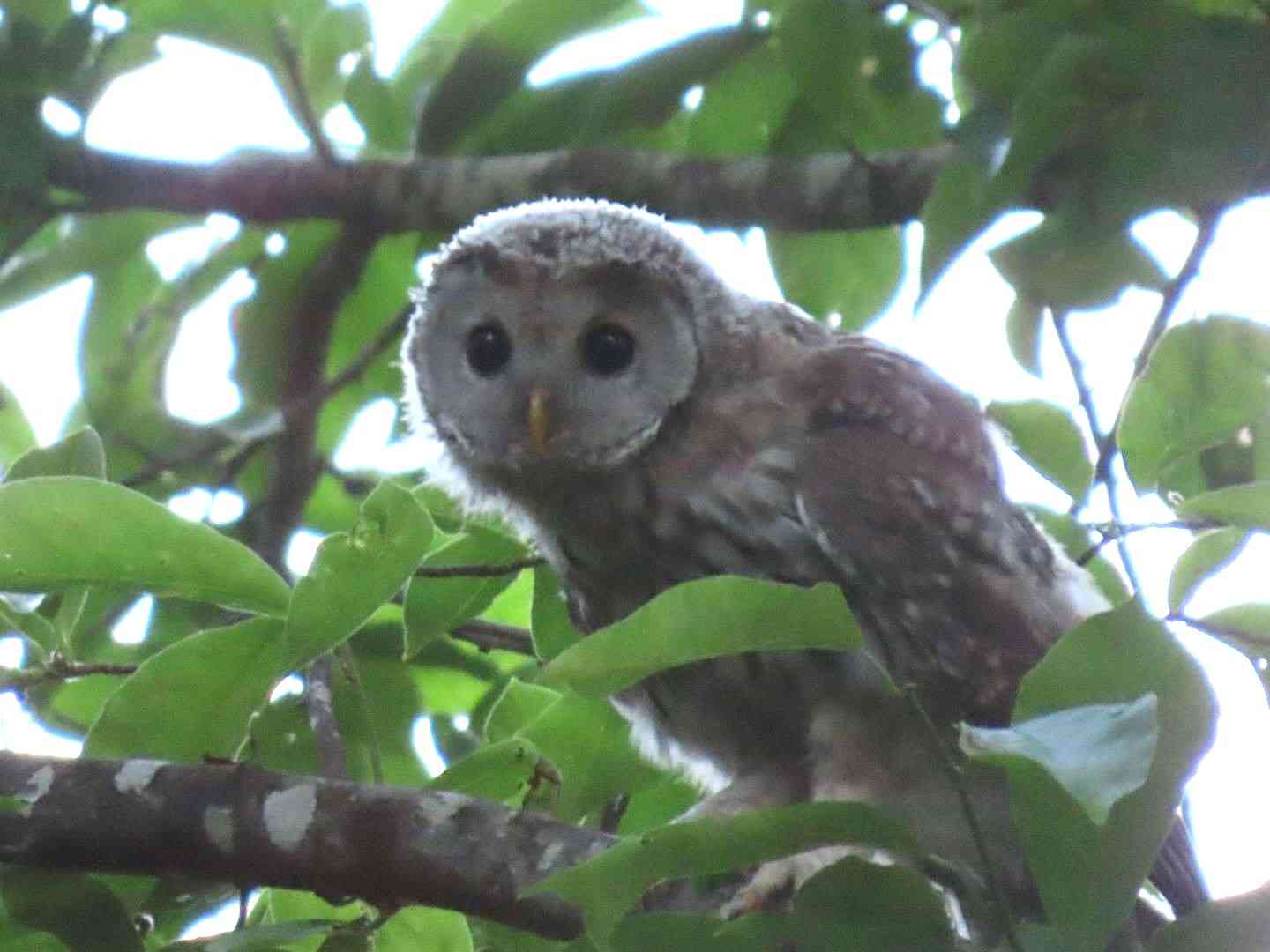 よくみかける野鳥