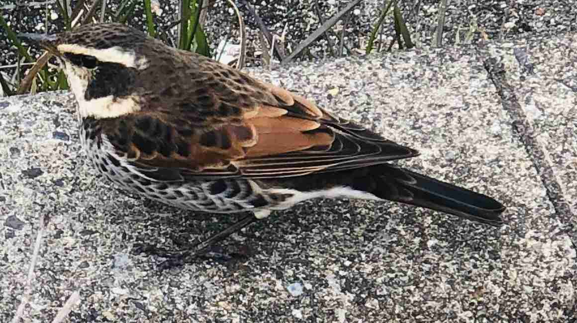 よくみかける野鳥