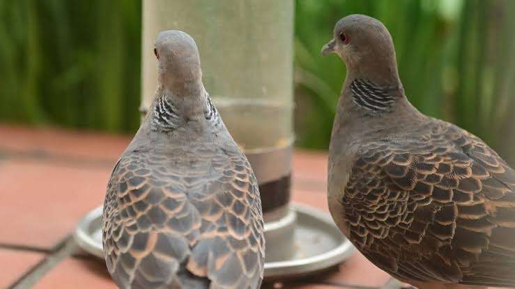 よくみかける野鳥