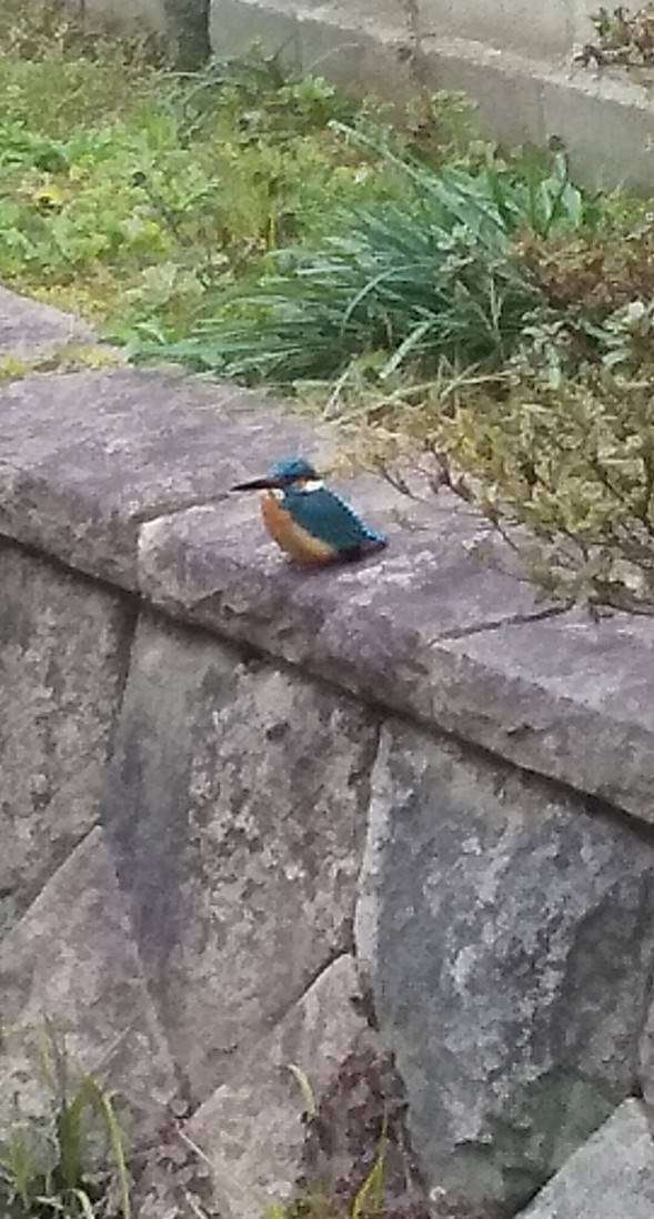 よくみかける野鳥