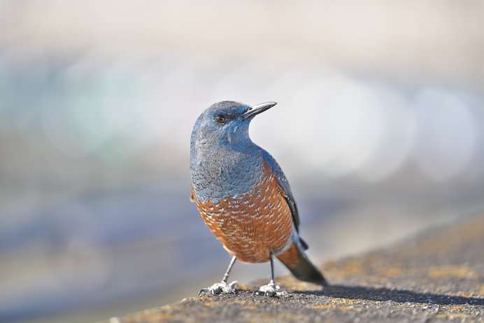 よくみかける野鳥