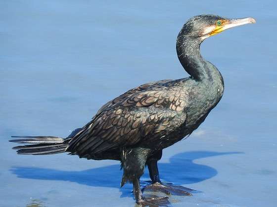 よくみかける野鳥