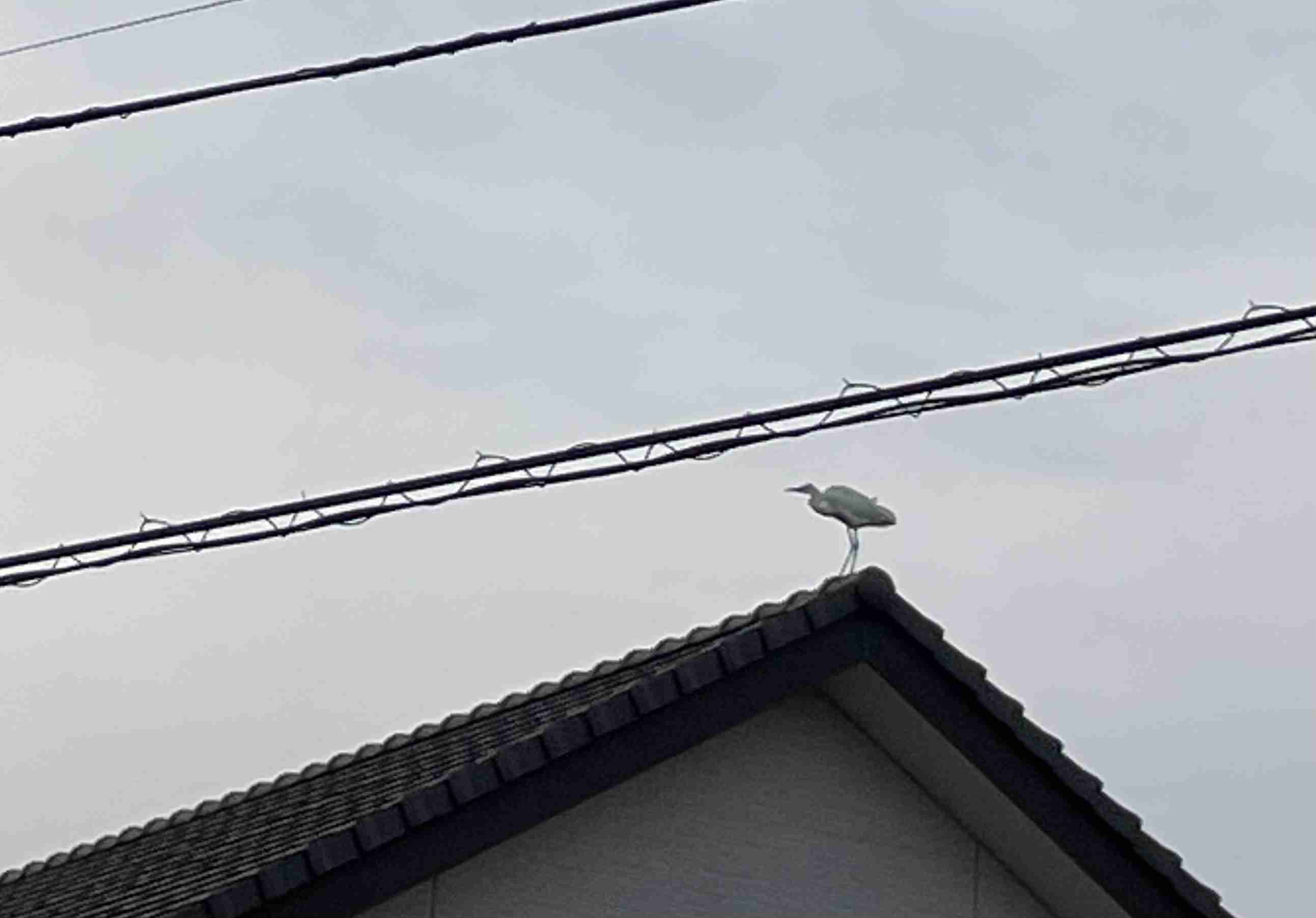 よくみかける野鳥