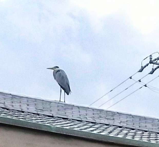 よくみかける野鳥
