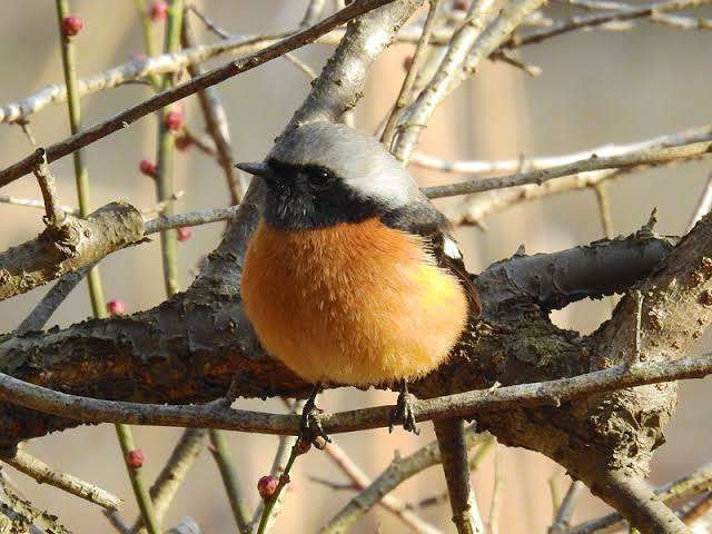 よくみかける野鳥