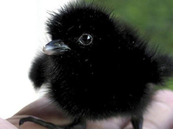 よくみかける野鳥