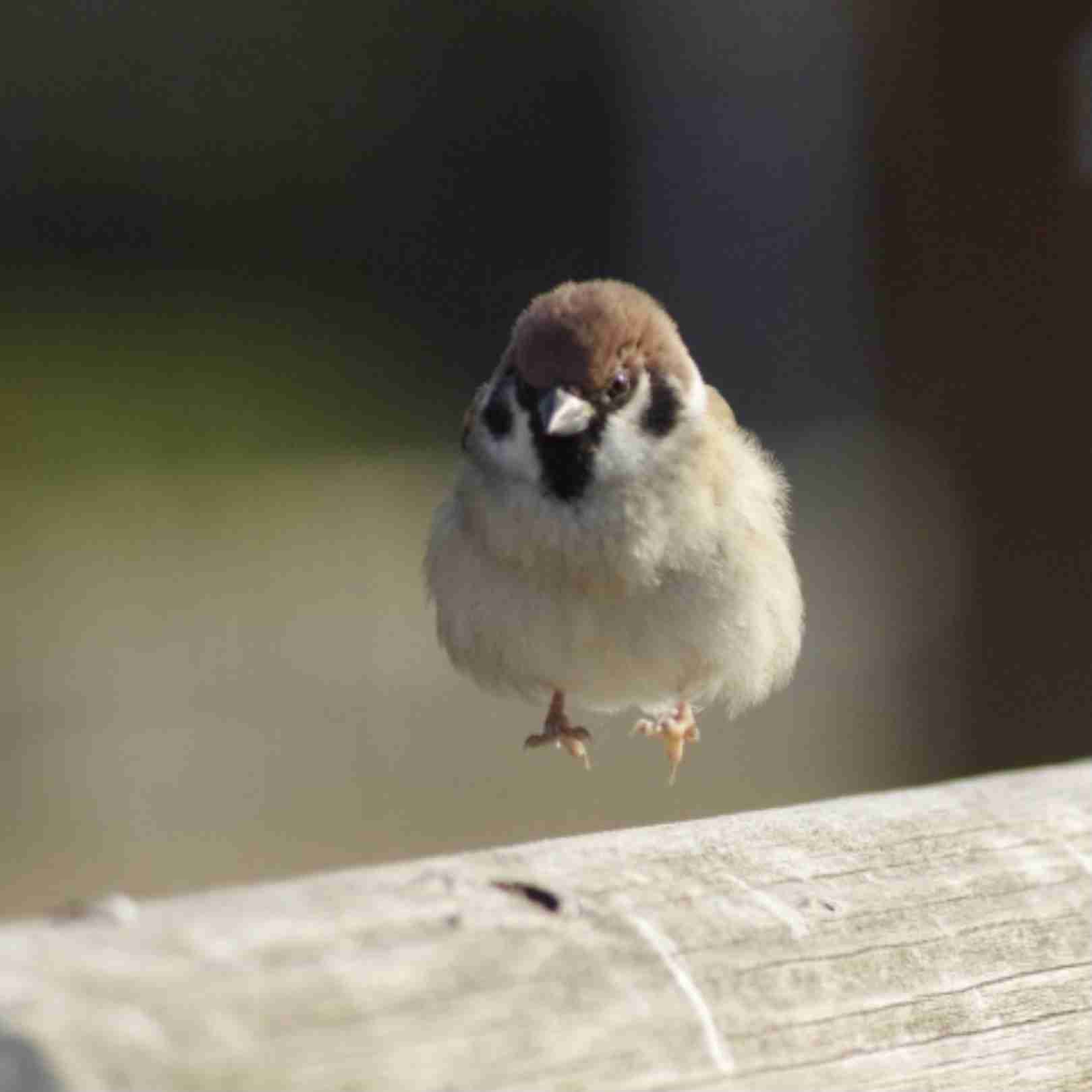 よくみかける野鳥