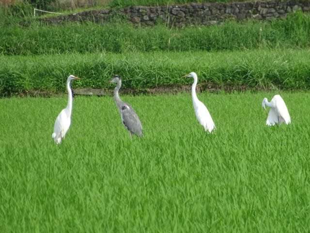 よくみかける野鳥