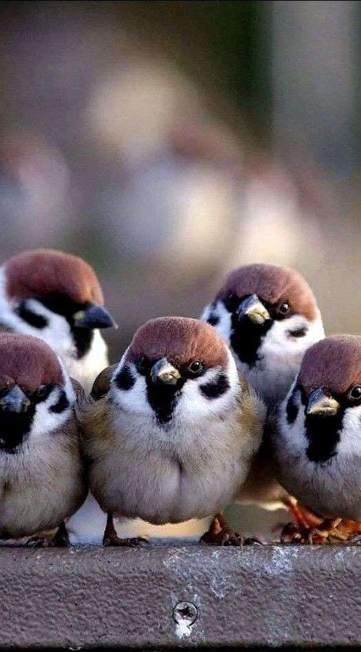 よくみかける野鳥
