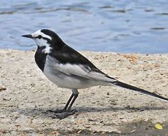 よくみかける野鳥