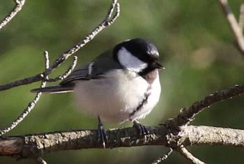 よくみかける野鳥