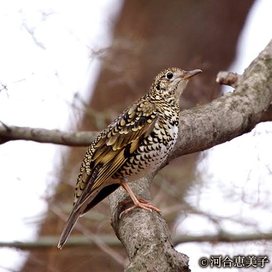 よくみかける野鳥