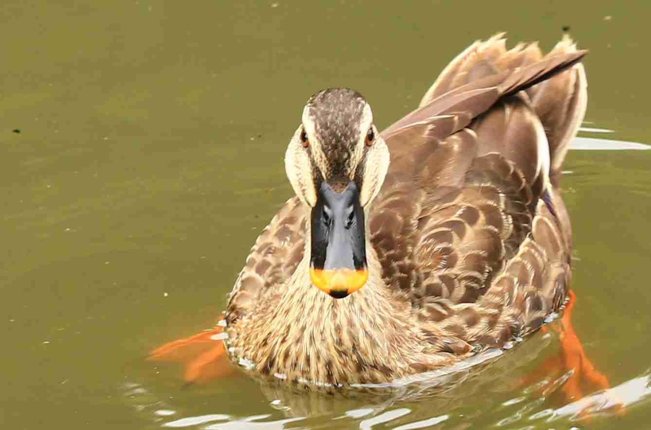 よくみかける野鳥