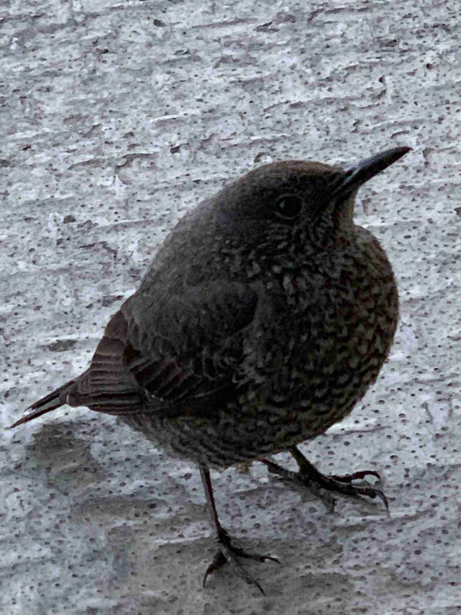 よくみかける野鳥