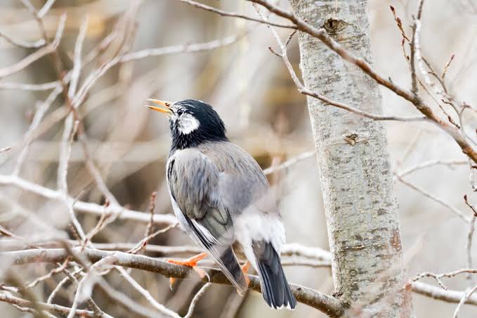 よくみかける野鳥